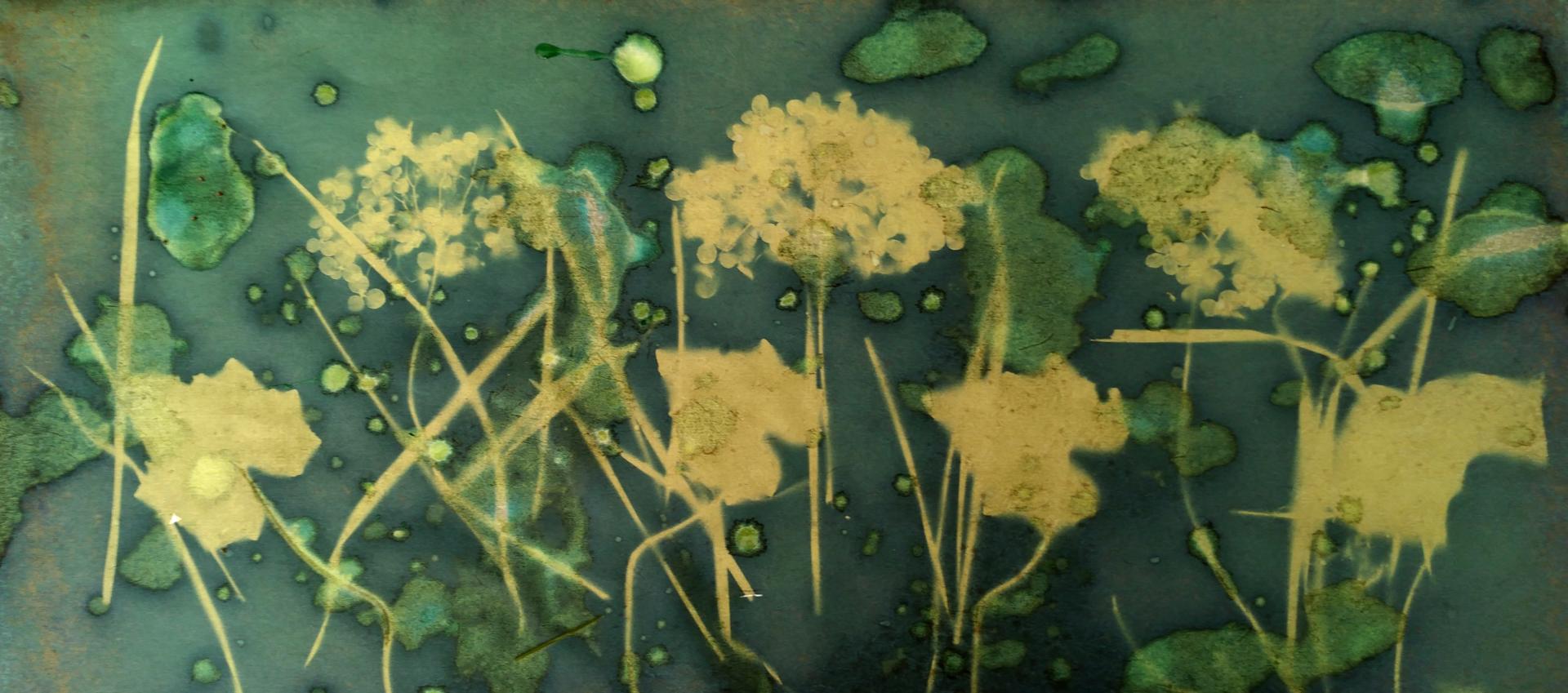 Cyanotype Agnès Clairand