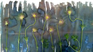 Cyanotype sur papier japonais