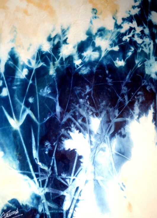 Cyanotype à la stellaire – Image 2