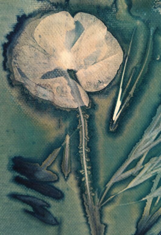 Cyanotype au coquelicot sur châssis – Image 2