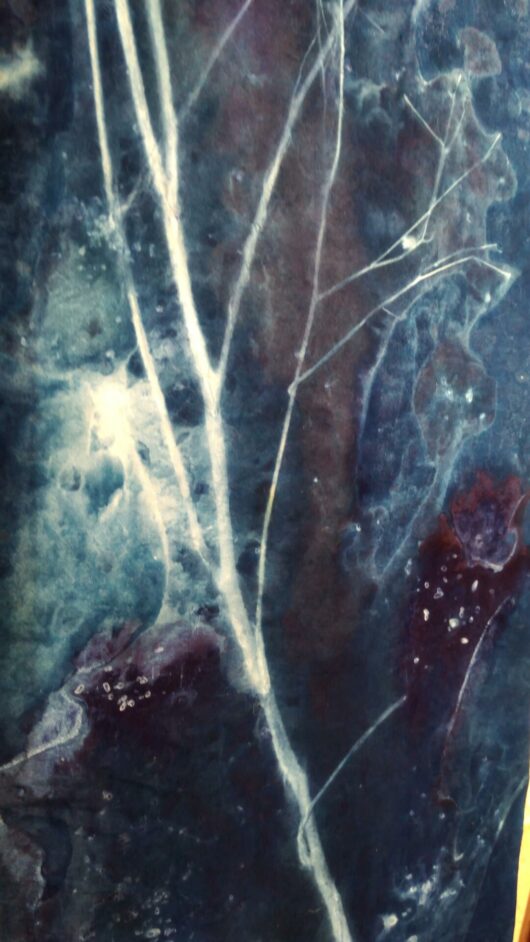 Cyanotype sur tableau lumineux à la lampsane – Image 10