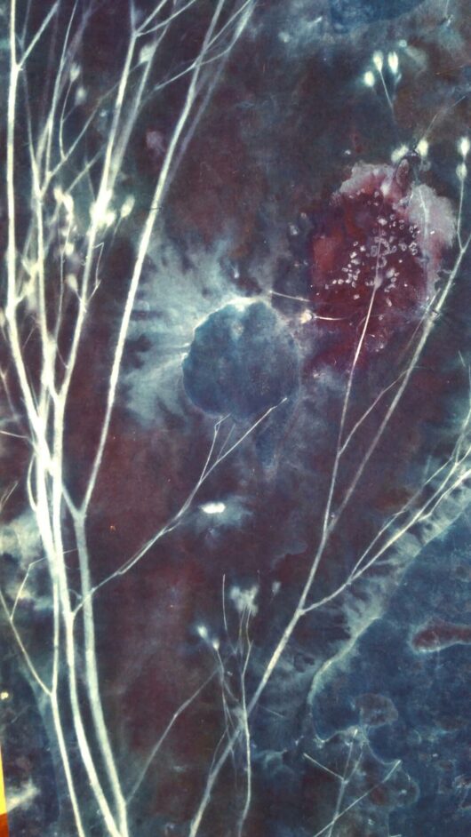 Cyanotype sur tableau lumineux à la lampsane – Image 9