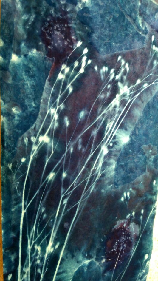 Cyanotype sur tableau lumineux à la lampsane – Image 11