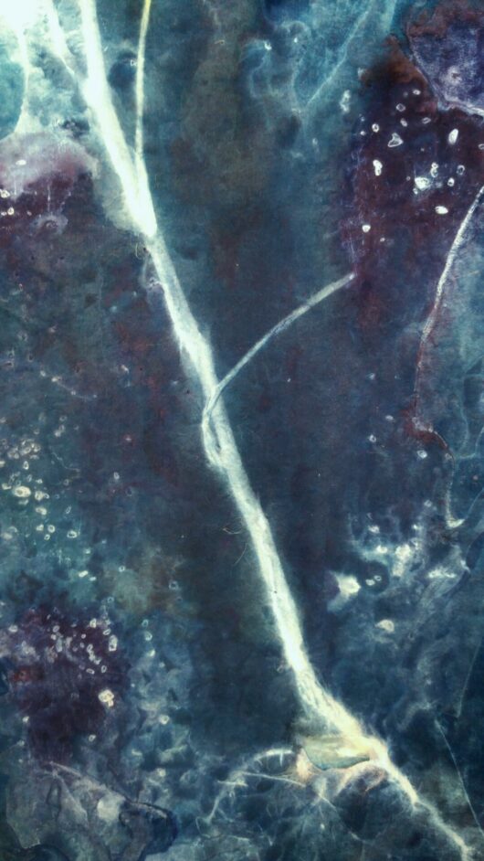 Cyanotype sur tableau lumineux à la lampsane – Image 8