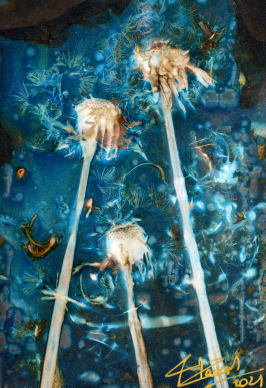 Cyanolumen au pissenlit – Image 2