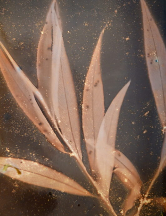 Lumen à la feuille de saule – Image 2