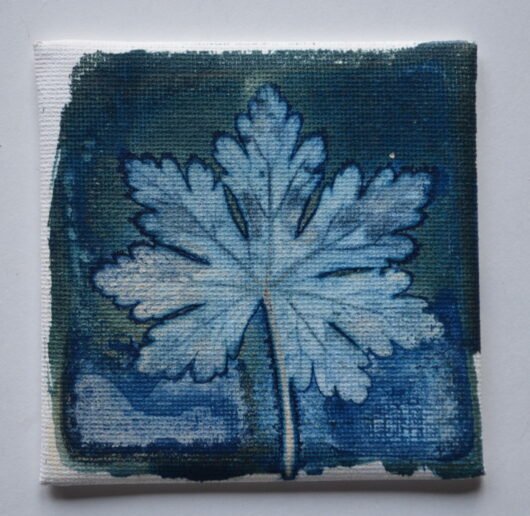 Cyanotype à la feuille géranium.