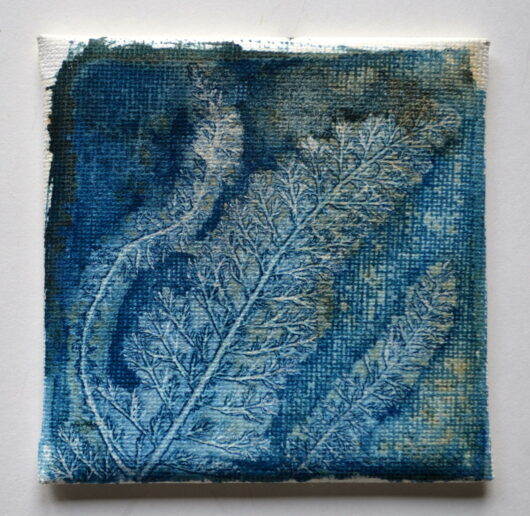Cyanotype à la feuille d'achillée