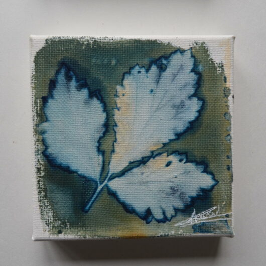 Cyanotype de benoîte commune sur châssis