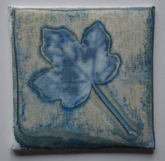 Cyanotype à la feuille de lierre sur châssis.