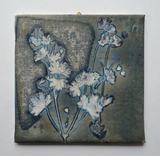 Cyanotype à l'herbe à robert