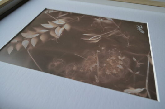 Lumen au fragon – Image 4