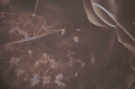 Lumen au fragon – Image 3