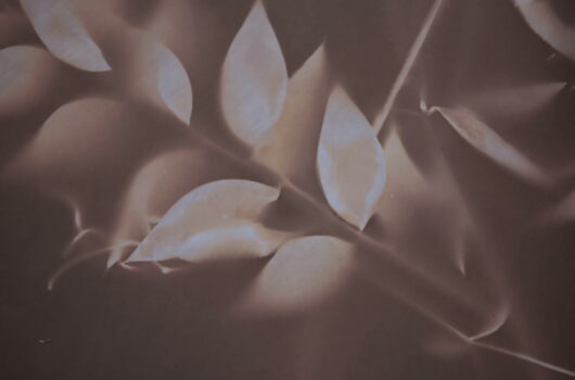 Lumen au fragon – Image 2