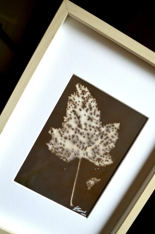 Lumen à la feuille de rose trémière – Image 2