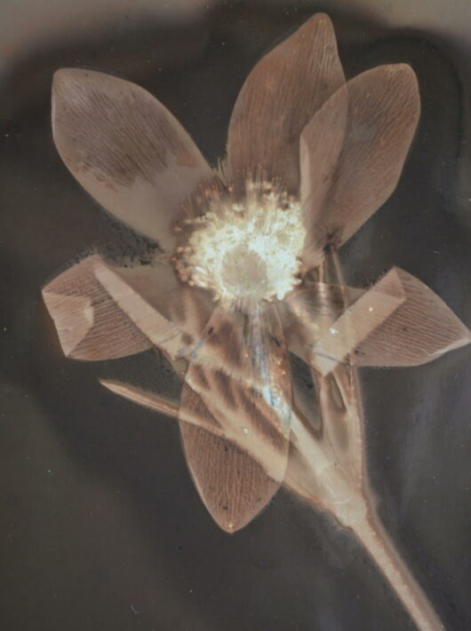 Lumen à l'hellébore – Image 2