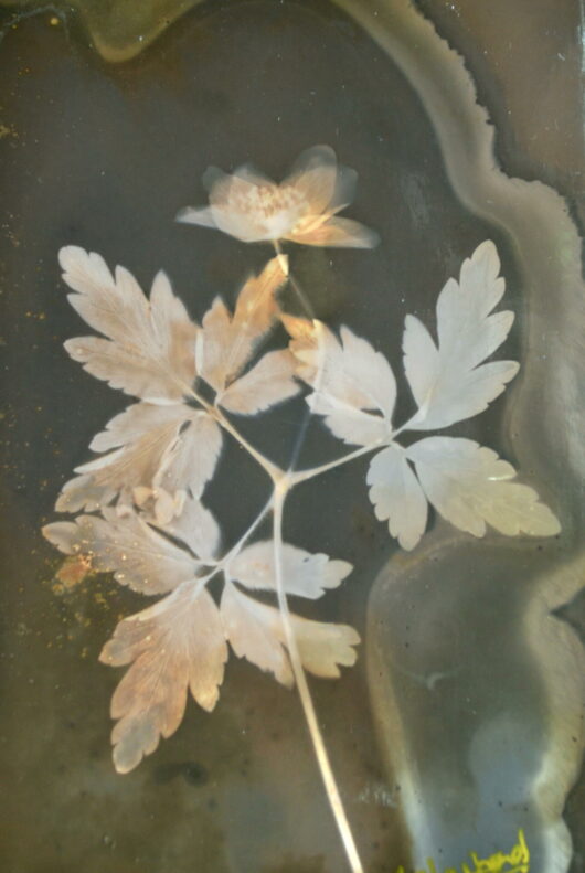 Lumen à l'anémone Sylvie – Image 2