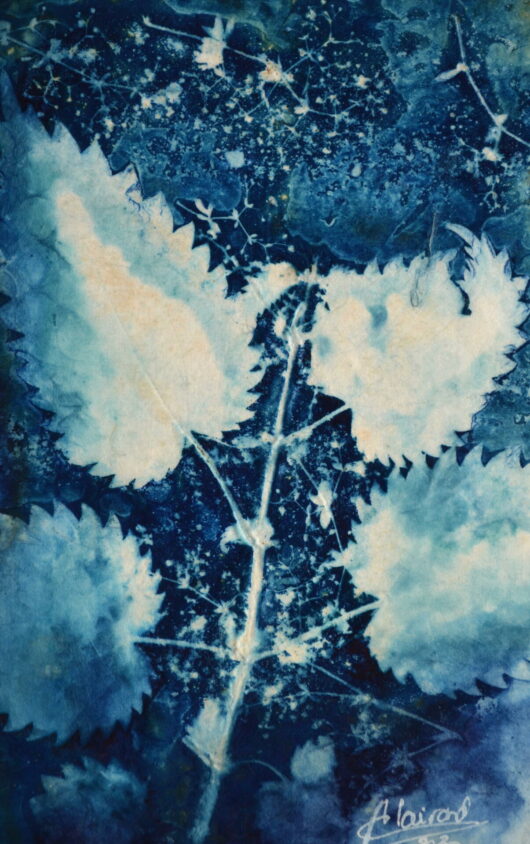 Cyanotype à l'ortie – Image 2