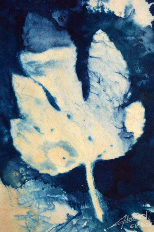 Cyanotype à la feuille de figuier – Image 2