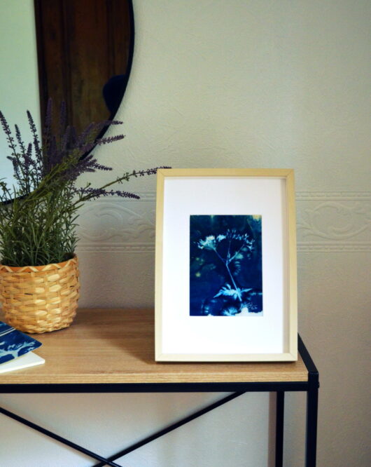 Cyanotype au cerfeuil