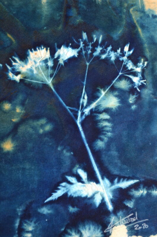 Cyanotype au cerfeuil – Image 2