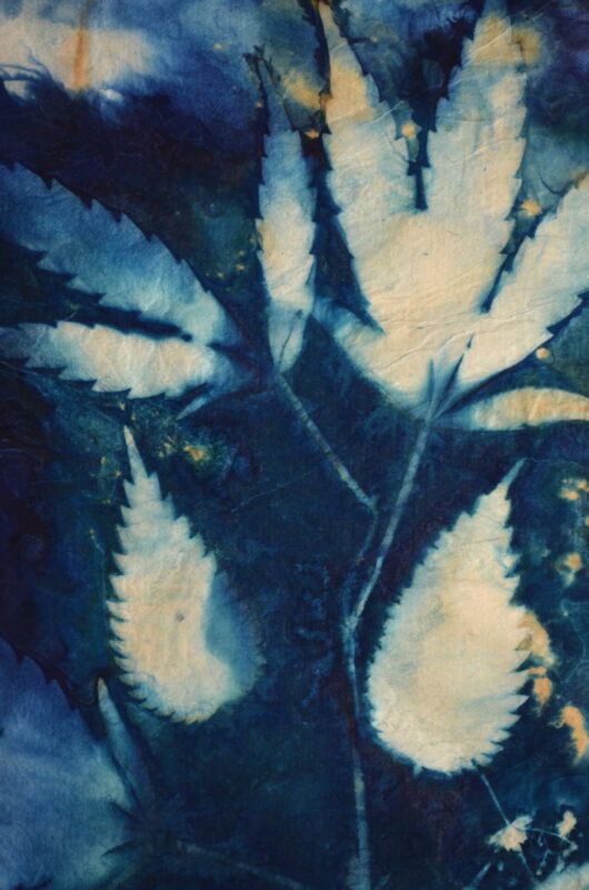 Cyanotype au chanvre – Image 2