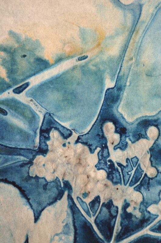 Cyanotype en kakemono aux baies de sureau – Image 2