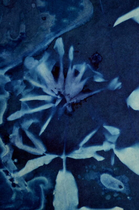 Cyanotype en kakémono à la saponaire – Image 2