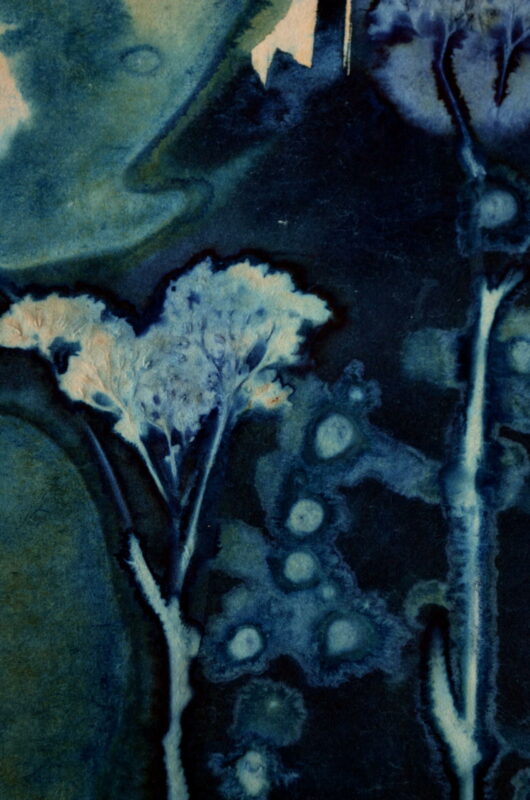 Cyanotype en kakemono à l'origan – Image 4