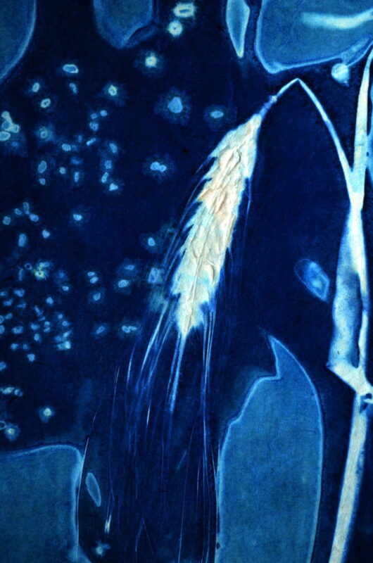 Cyanotype en kakémono à l'orge barbu et coquelicots – Image 2