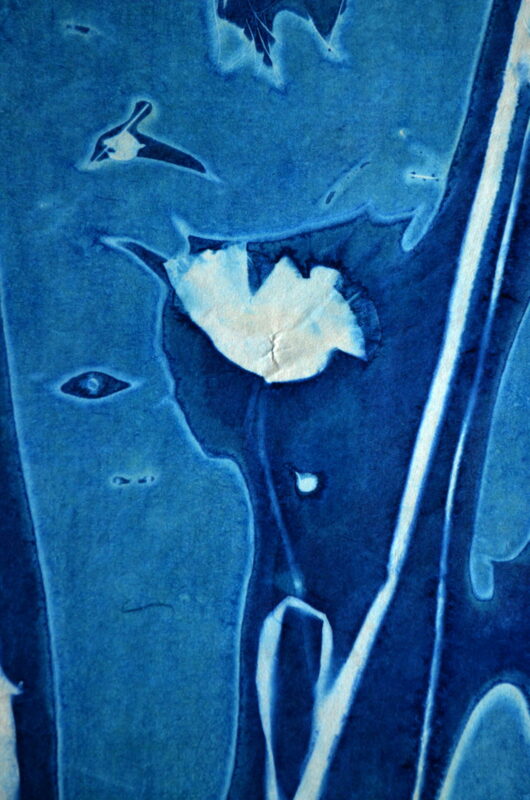 Cyanotype en kakémono à l'orge barbu et coquelicots – Image 3