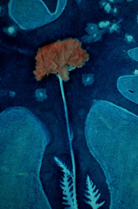 Cyanotype en kakemono à l'achillée millefeuille – Image 2