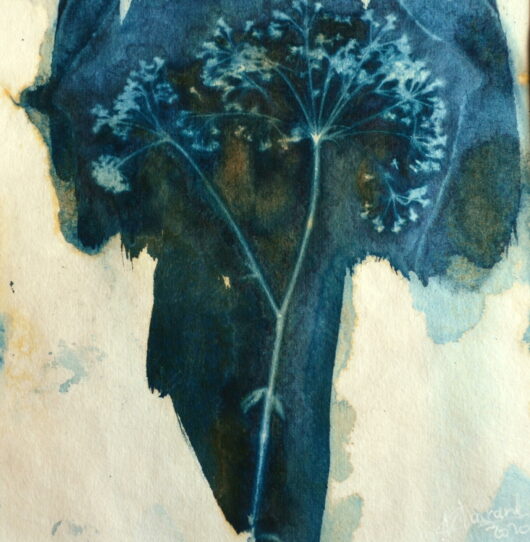 Cyanotype au cerfeuil – Image 2