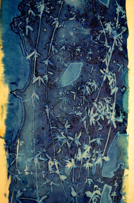 Cyanotype en kakémono au gaillet gratteron – Image 2