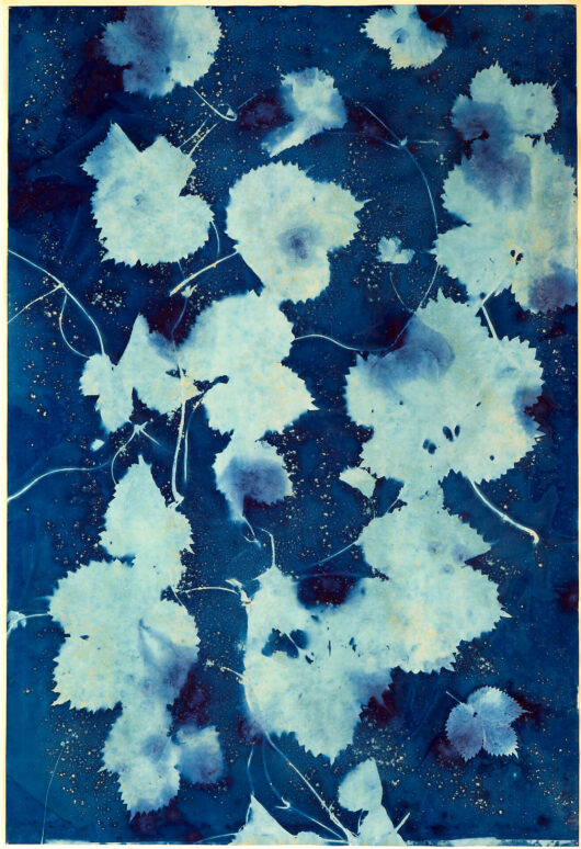 Cyanotype au houblon