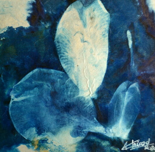 Cyanotype aux pétales de tulipe – Image 2