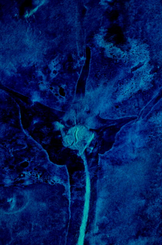 Cyanotype en kakémono au pissenlit – Image 2