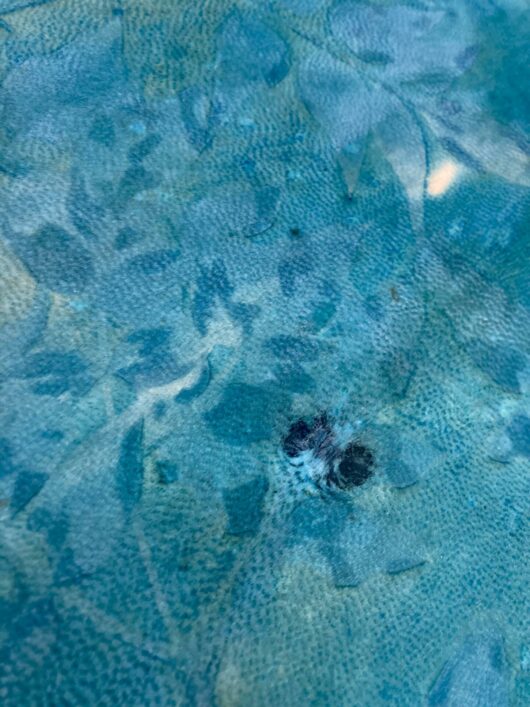 Tambour chamanique avec cyanotype aux feuilles de jasmin. – Image 6