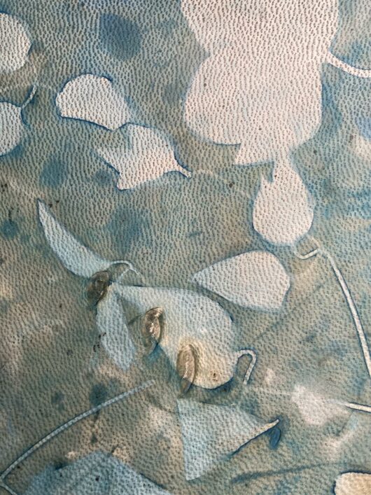 Tambour chamanique avec cyanotype à la clématite – Image 2